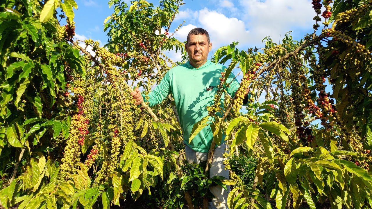 EM 4 MIL PÉS DE CAFÉ, deu ,(201,)saca pilada