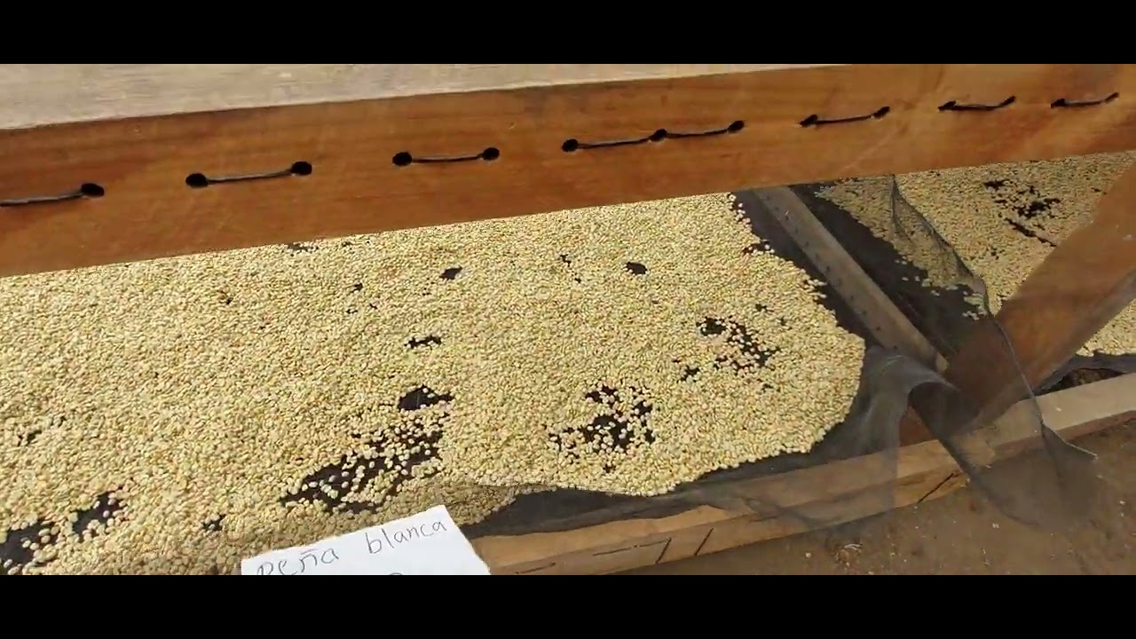 Raised beds solar dryer for our coffee