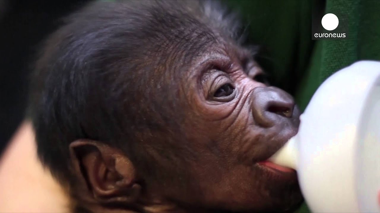 Tiny baby gorilla resuscitated after rare, emergency C-section, UK