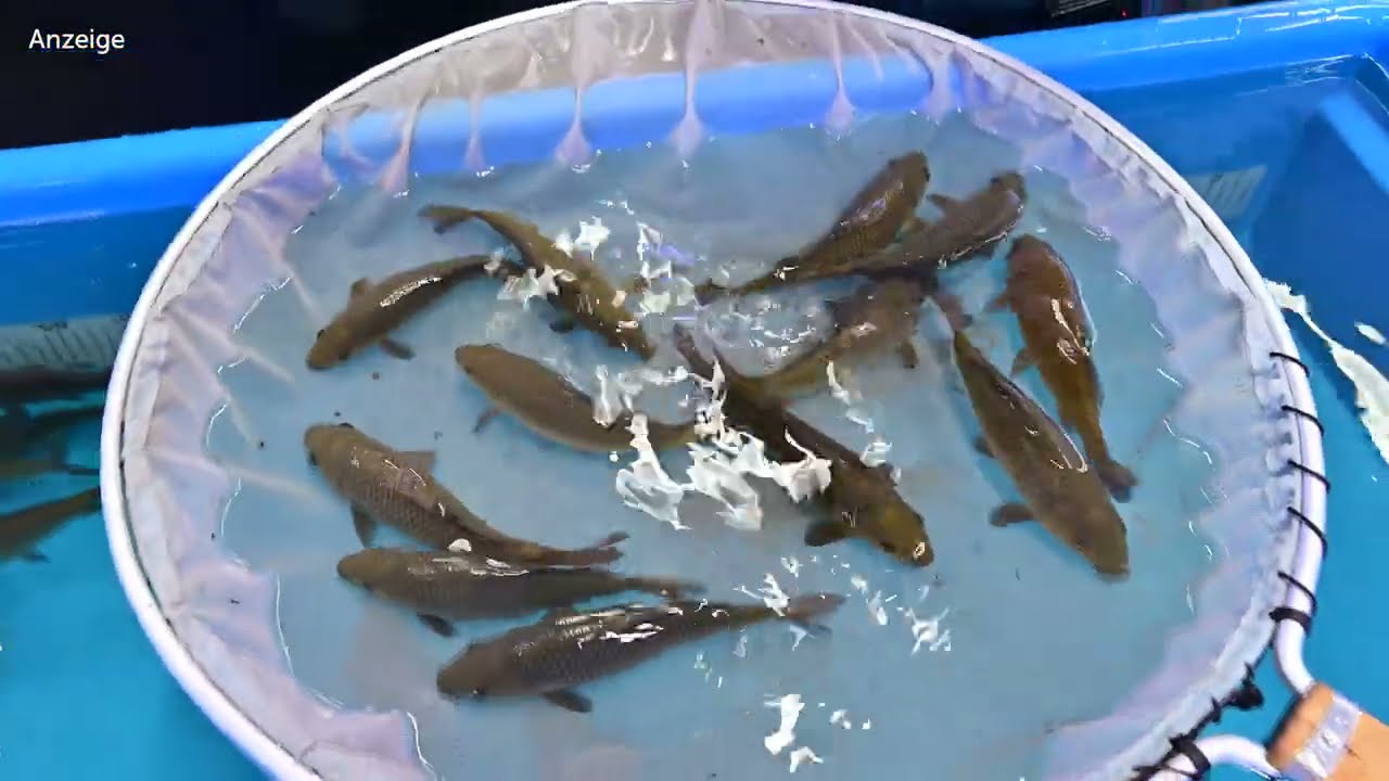 Modern Koi Blog #4431 - Die zweite Selektion unserer Karashi Chagoi