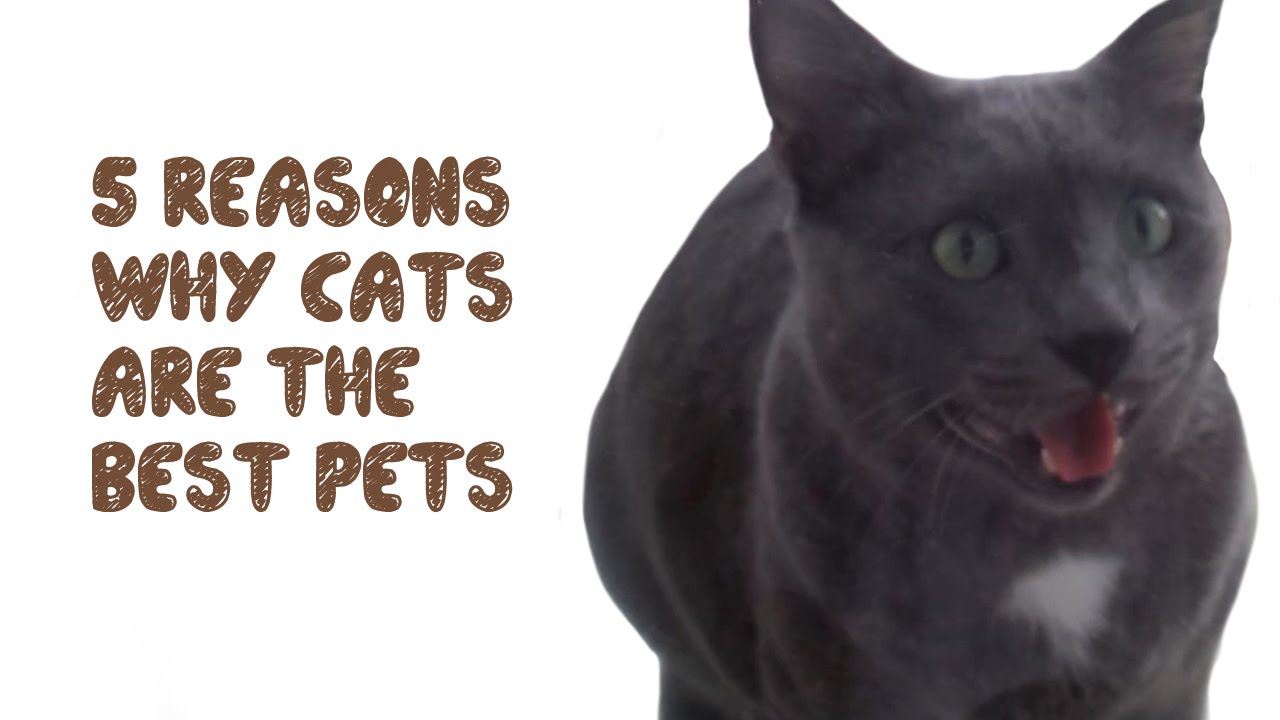 5 reasons why cats are the best pets