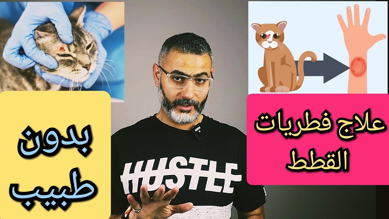 علاج فطريات القطط والأدوية المطلوبة والوقاية