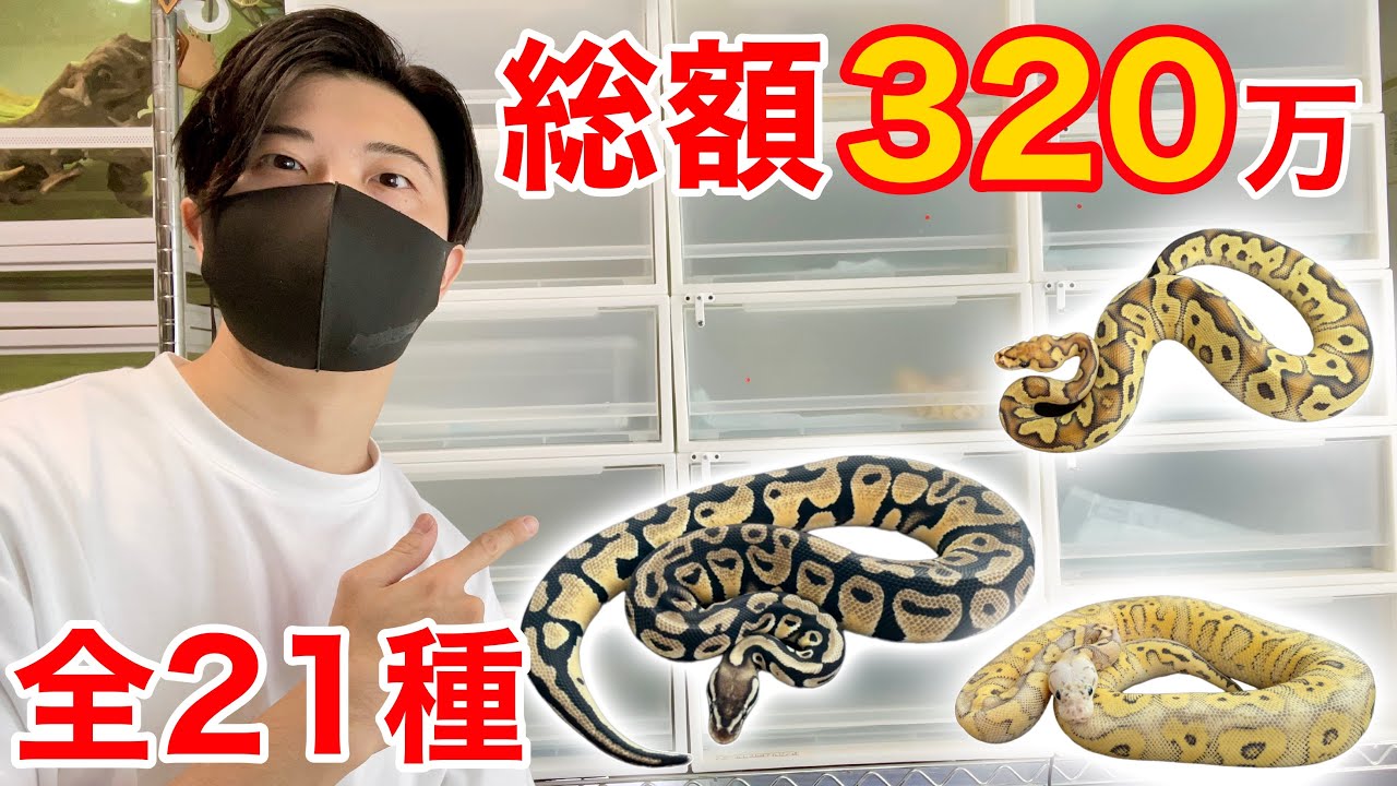 うちにいる21匹のボールパイソン全て紹介します。