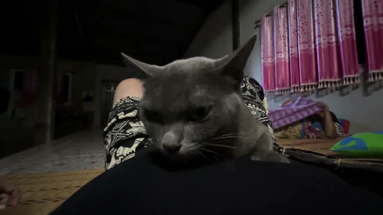 My favourite cat in the whole wide world ❤️