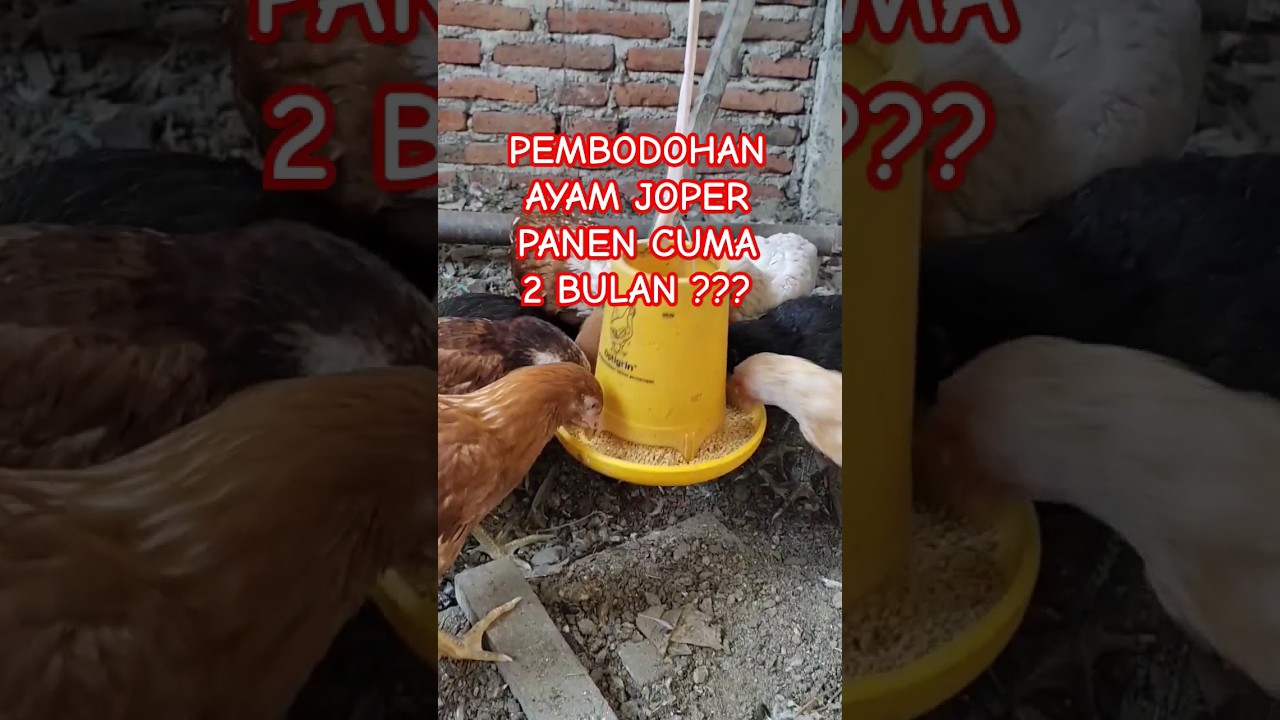 Umur Ayam Joper Siap Panen Cuma 2 Bulan, Hoaks atau Fakta? #shorts