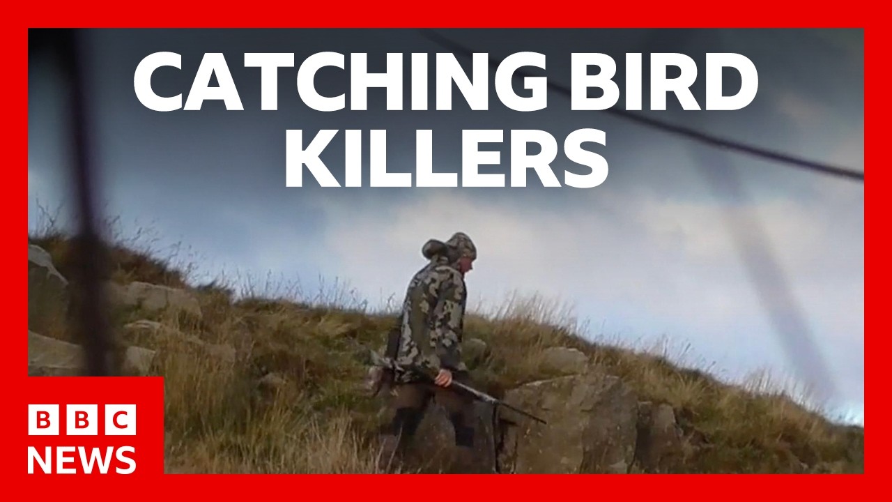 Catching the people illegally killing Britain&rsquo;s birds of prey | BBC News
