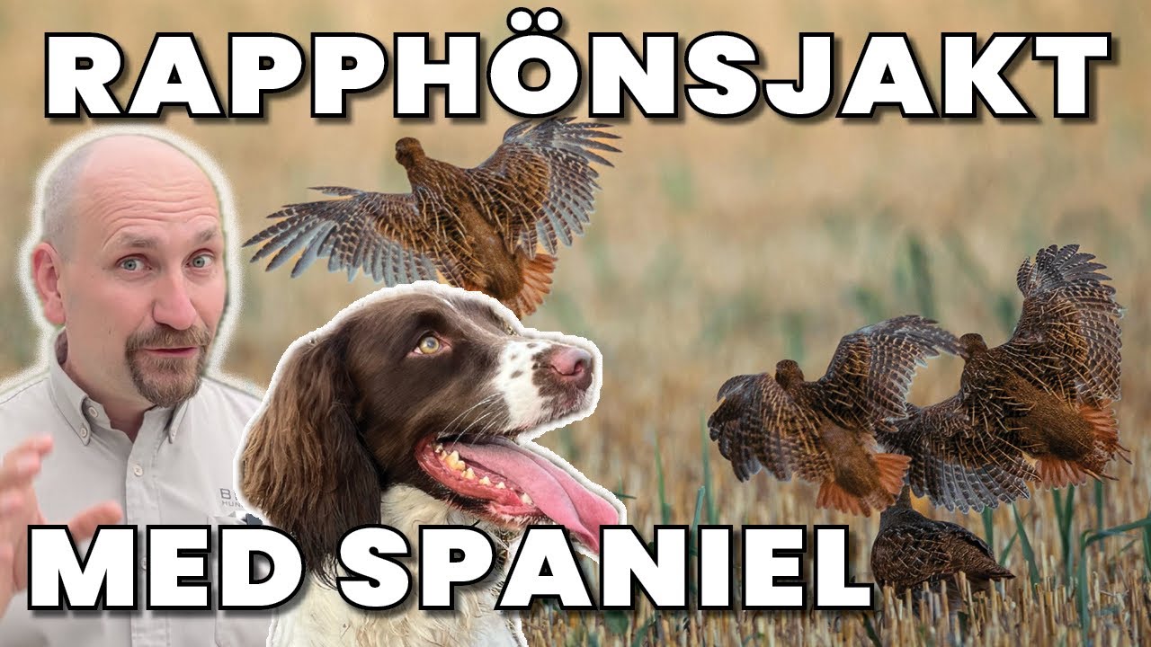 Rapphönsjakt med Spaniels