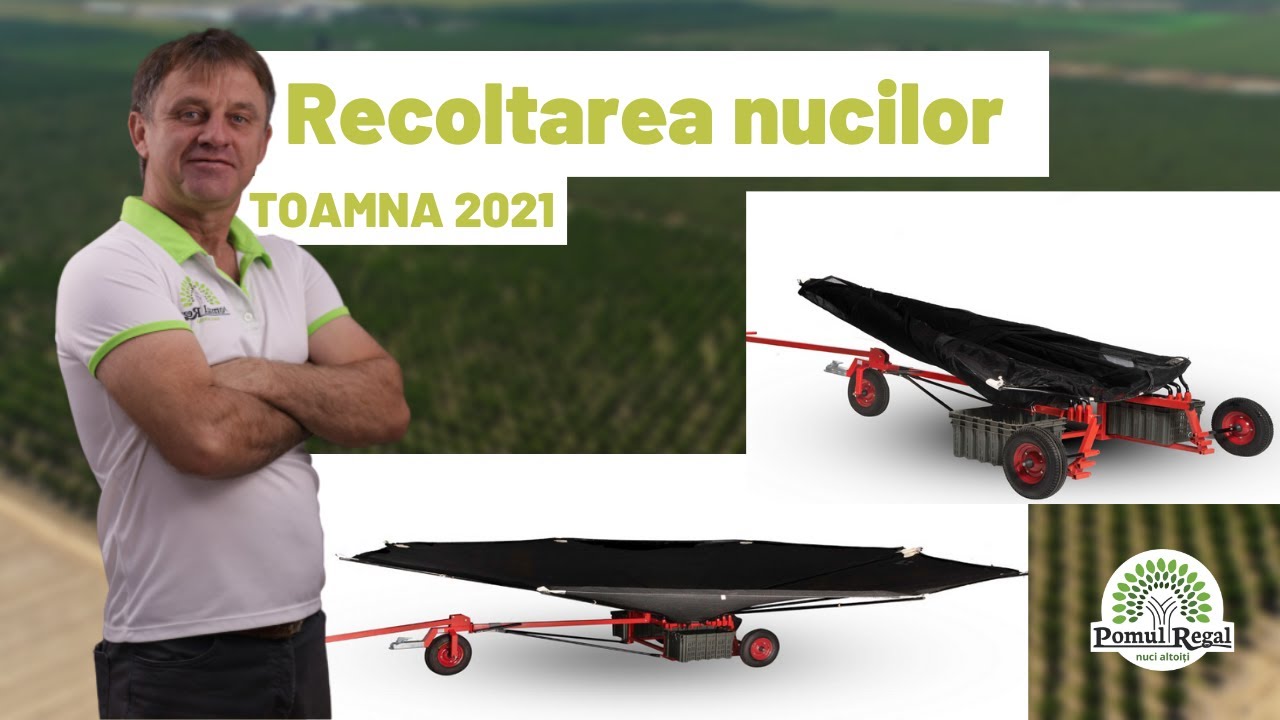 Recoltarea mecanizată a nucilor - umbrelă de 7.5 metri (anul 2022)