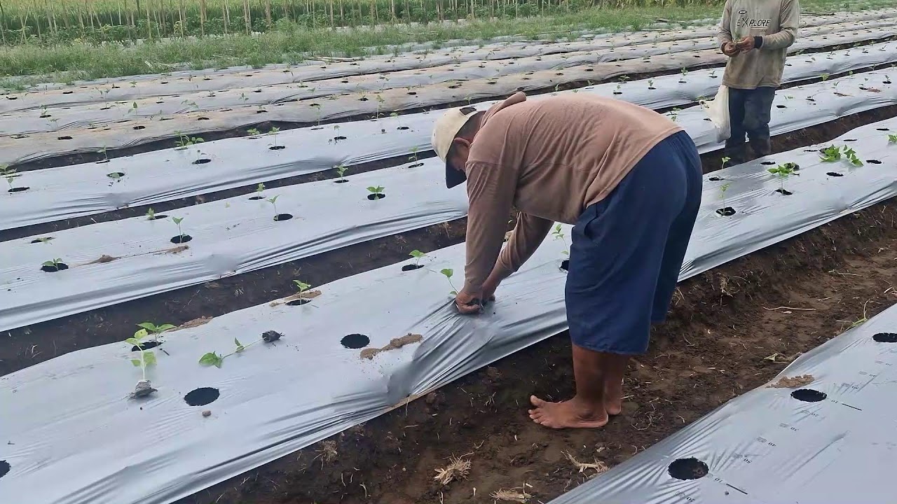 WATCH HOW SMART FARMERS PLANT CHILI SEEDLINGS WITHOUT GLOVES! - Agriculture Gardening