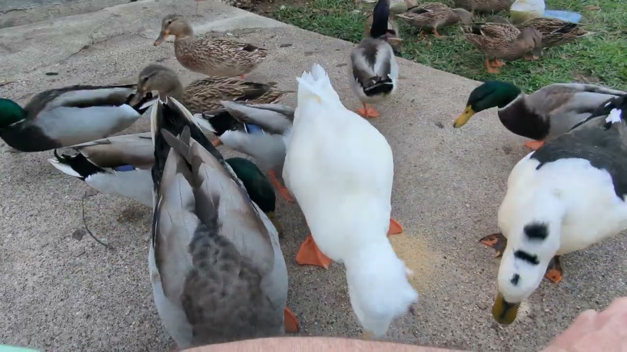 Hungry Ducks on a Chilly Day 11_23_2025