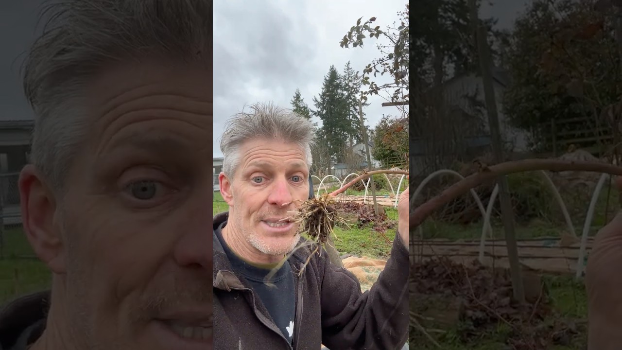 Berry Bootcamp Ep. 3: Thornless Blackberries