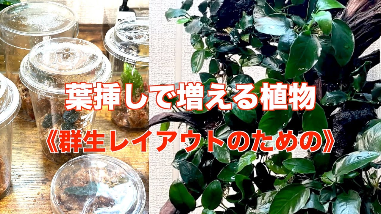 葉挿しで植物をもりもり増やす！群生レイアウトの準備【パルダリウム・スタジオを作る㊳】
