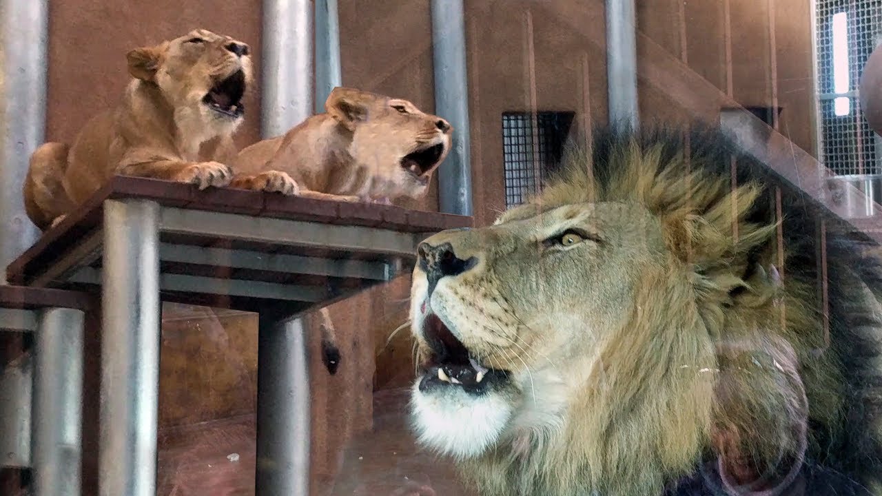 Lion pride roaring together