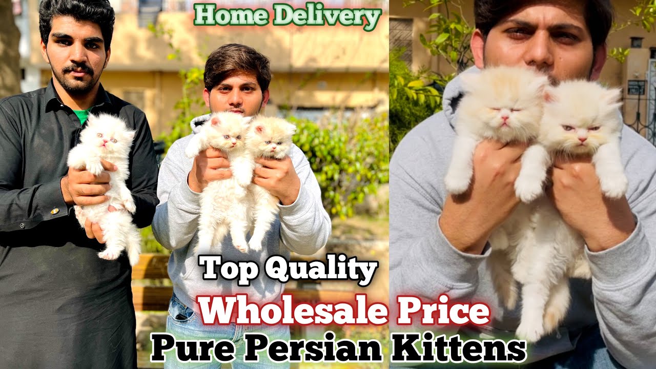 Persian kittens Price in Pakistan/Long coat/Punch Face/Cats Wholesale Market/Home Delivery