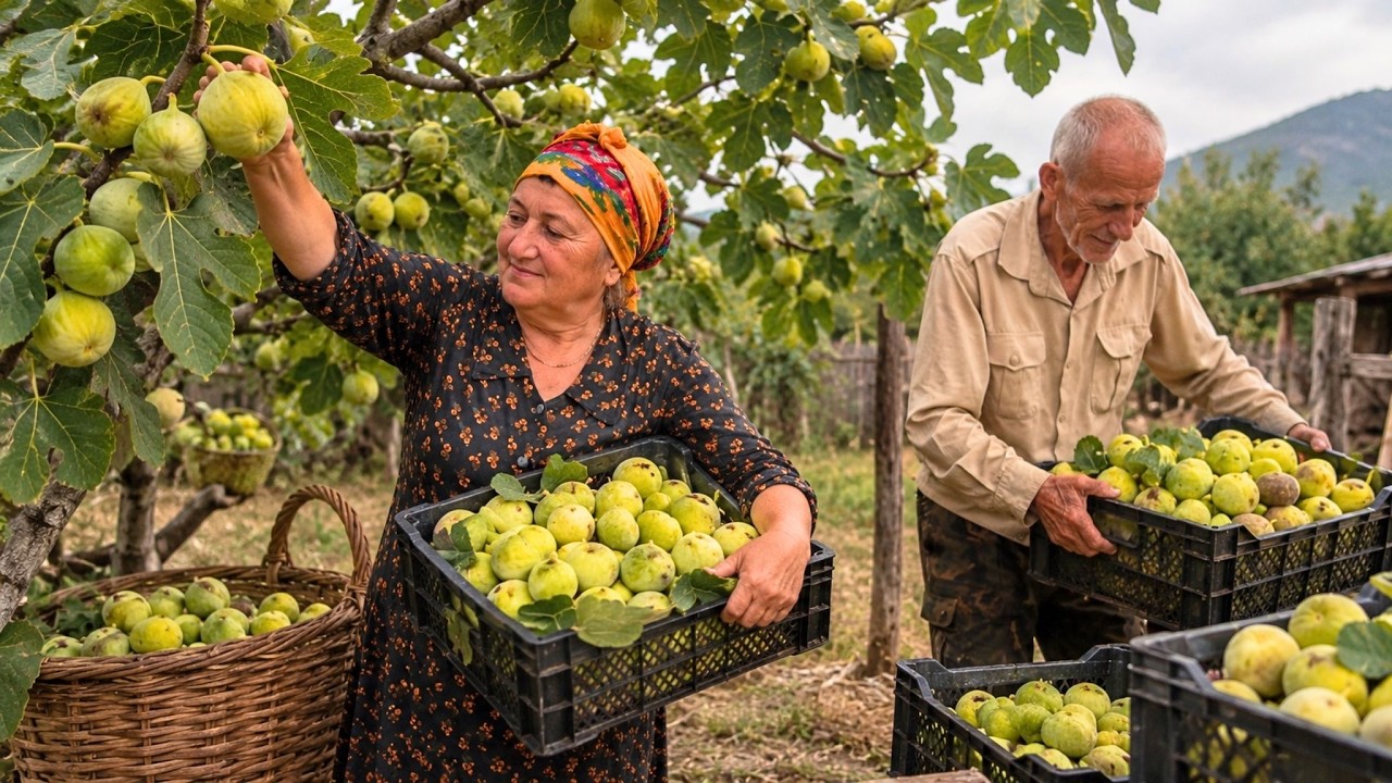 Fresh Figs in AZERBAİJAN - Baking Fig Croissants + Making Fresh Fig Jam 🥐