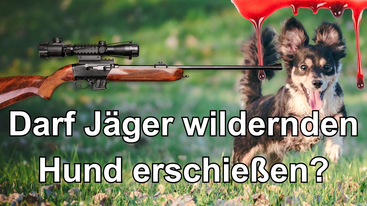Dürfen Jäger wildernde Hunde erschießen? Alles was man wissen muss!