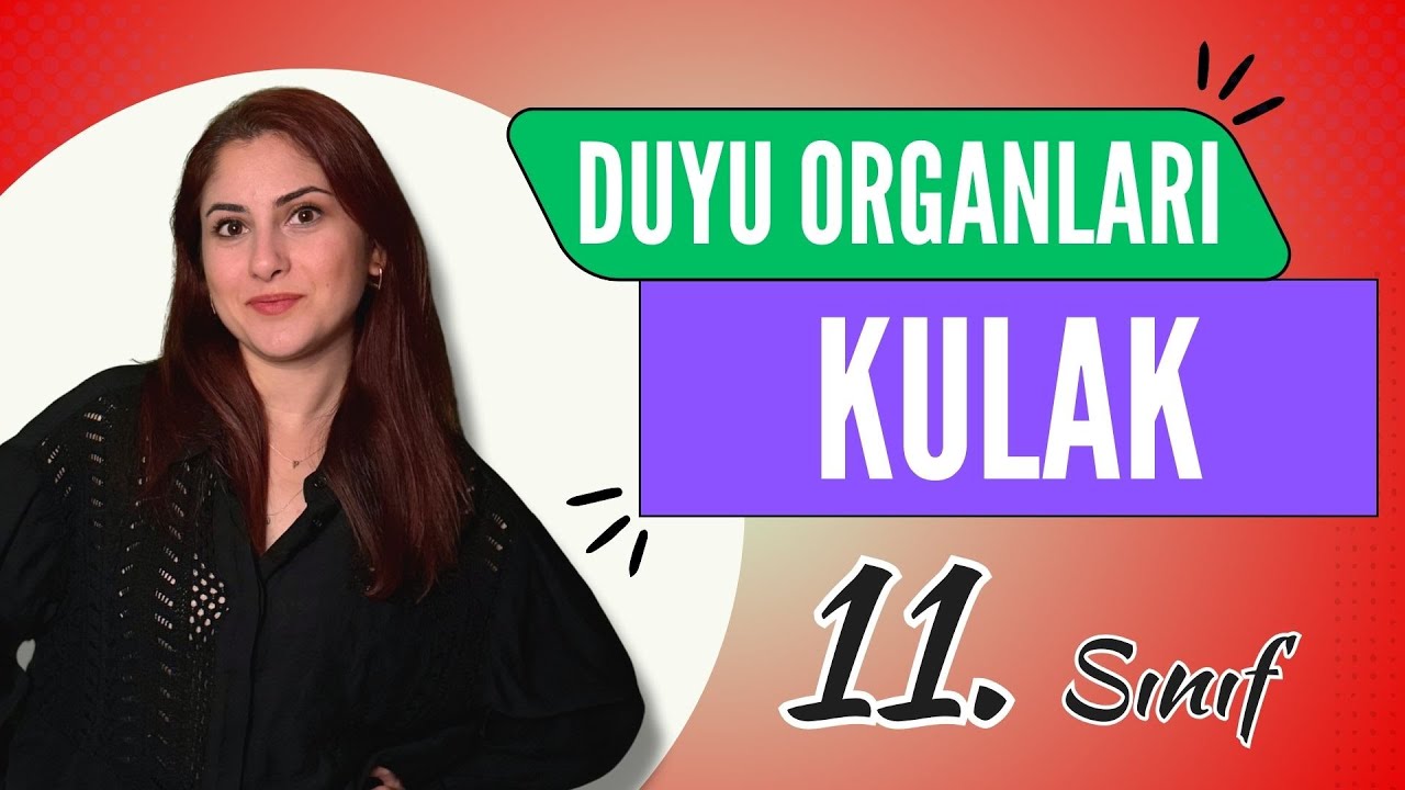 10) KULAK - DUYU ORGANLARI 2 | 11. SINIF | AYT BİYOLOJİ DERS NOTLARI | 2024