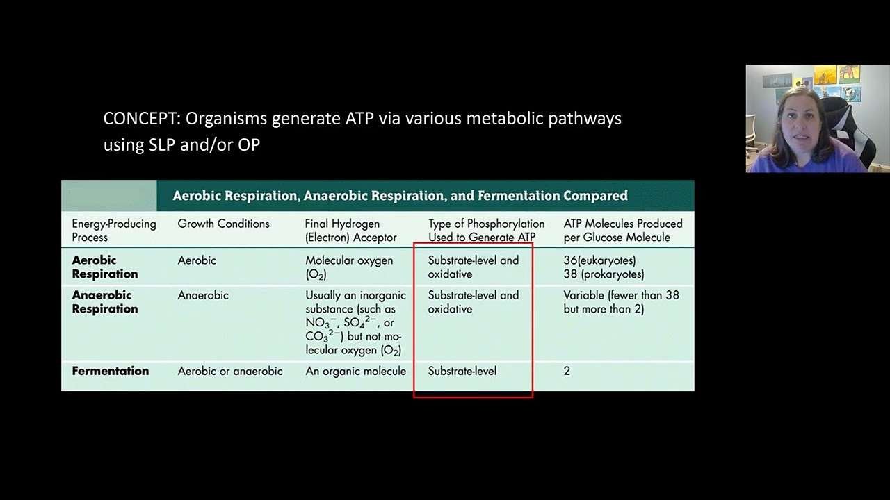 Microbial Metabolism Part 2
