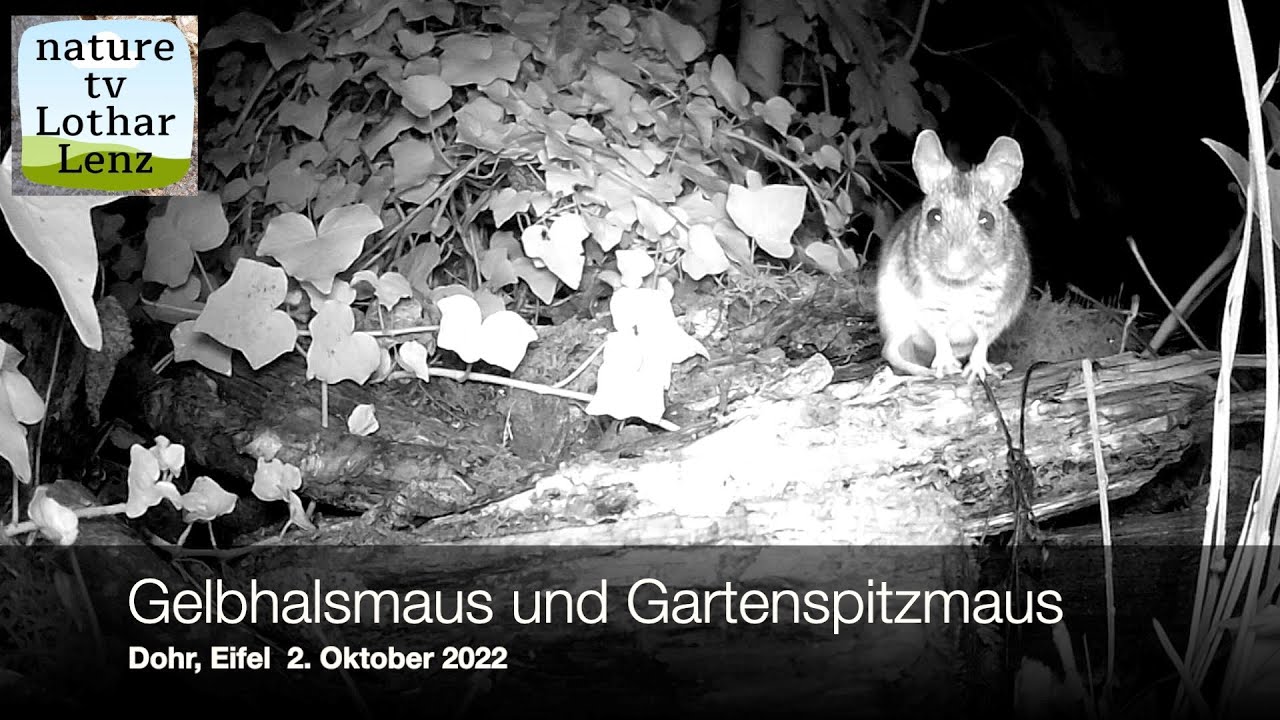 Gartenspitzmaus und Gelbhalsmaus vor der Kamera. Dohr, Eifel