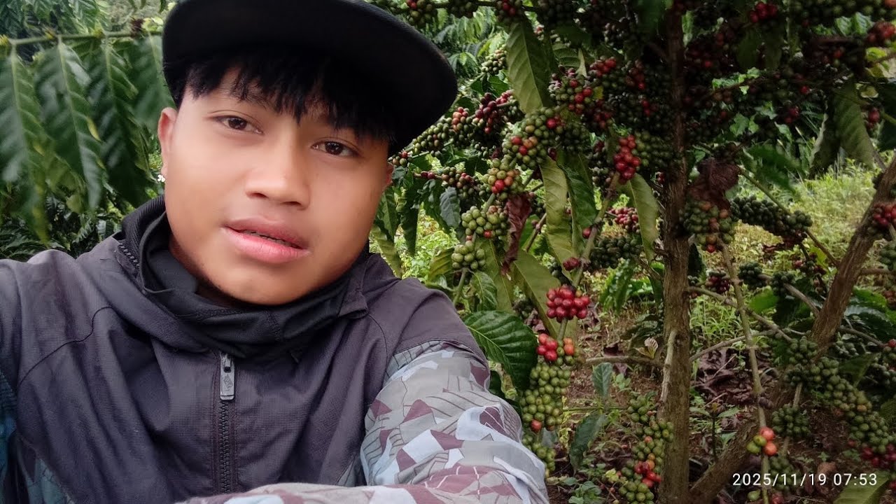 Hôm này đi hái cà phê khoán được 800k ( Và Cái kết )