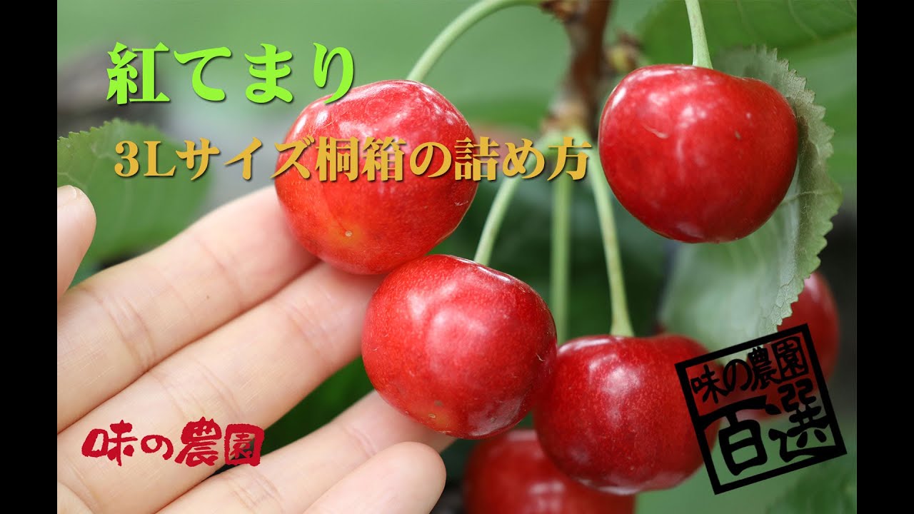 紅てまり3L 鏡詰め さくらんぼ箱詰め