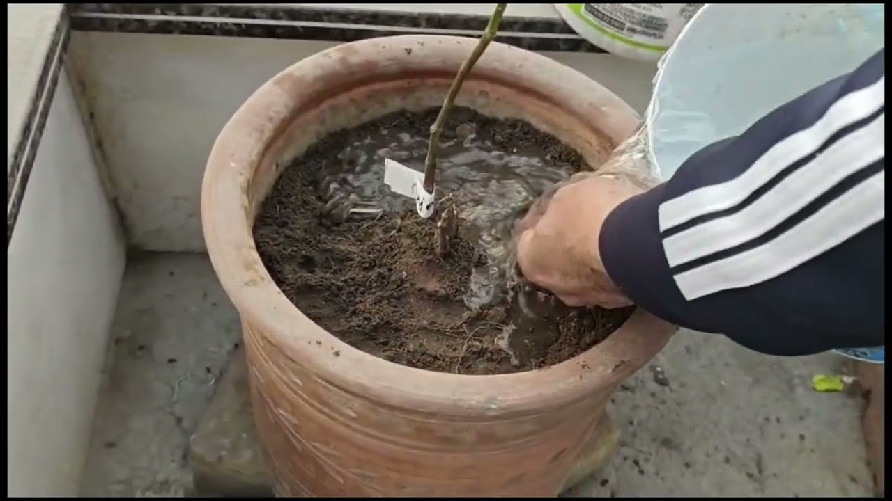 Aaj Humne Apne do paudhe transplant Kree