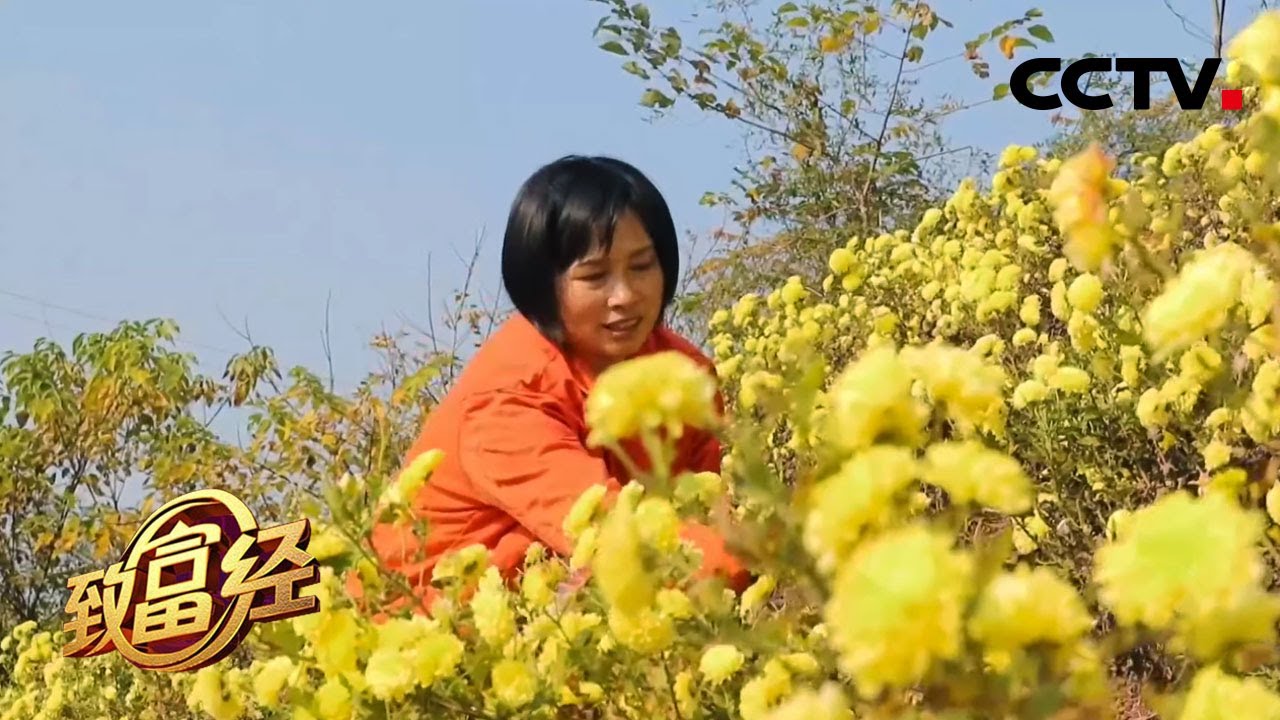 巾帼不让须眉！看“花将军”如何在菊花中“淘金”，年产值超2000万！ | CCTV「致富经」20201217