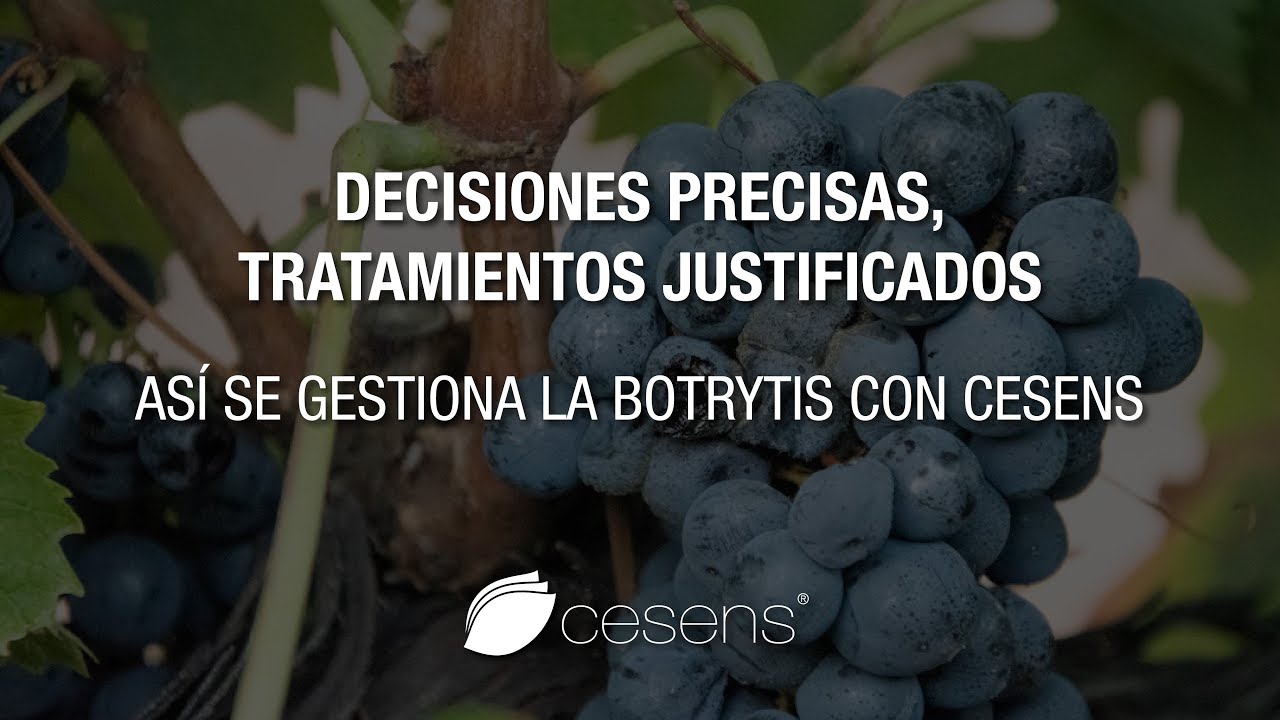Botrytis cinerea: una amenaza silenciosa para el viñedo
