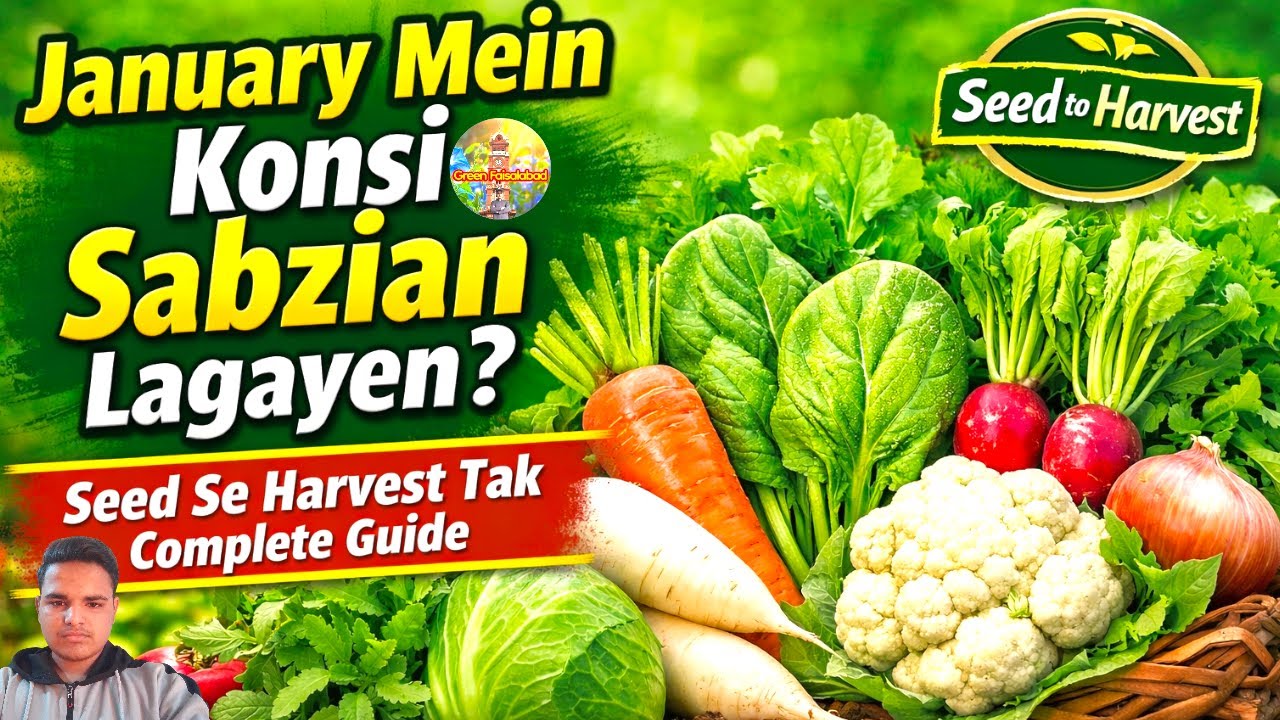January Mein Konsi Sabzian Lagayen | Seed Se Harvest Tak Complete Guide | Green Faisalabad Gardening