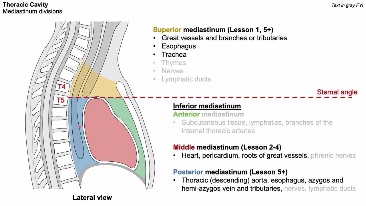 Lesson 1: Pulmonary Cavities