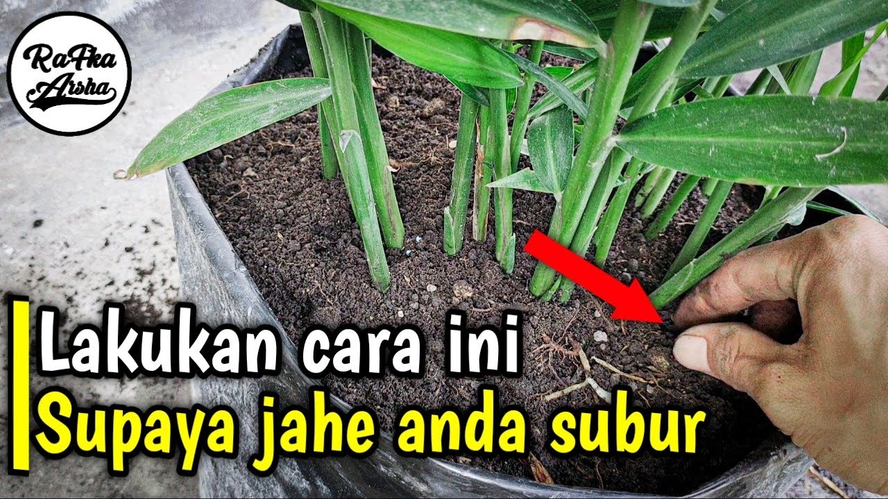 cara memperbanyak tunas jahe merah || pupuk jahe merah