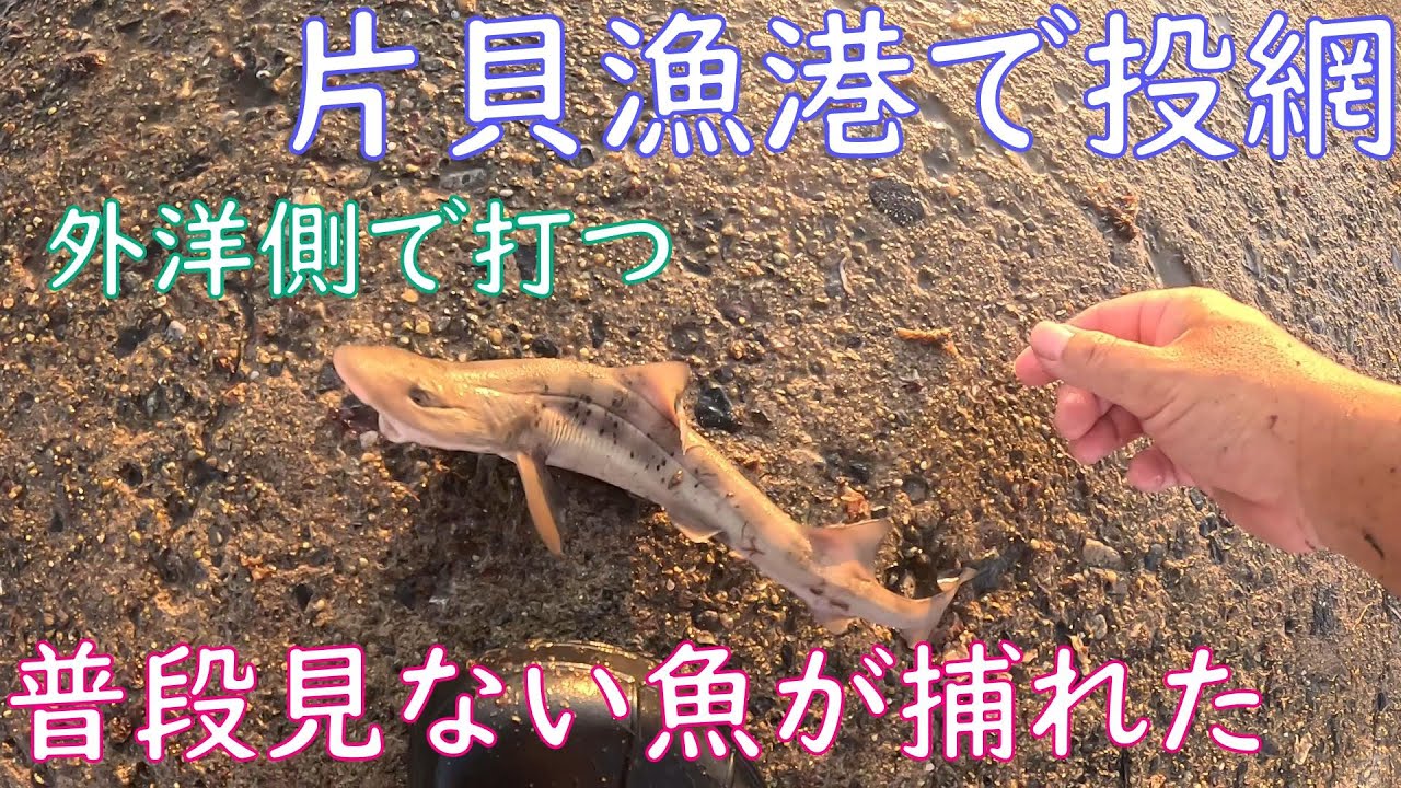 【投網】夕マズメの片貝漁港の外洋側で投網を打ったら普段見ない魚が捕れた【夏の漁港】