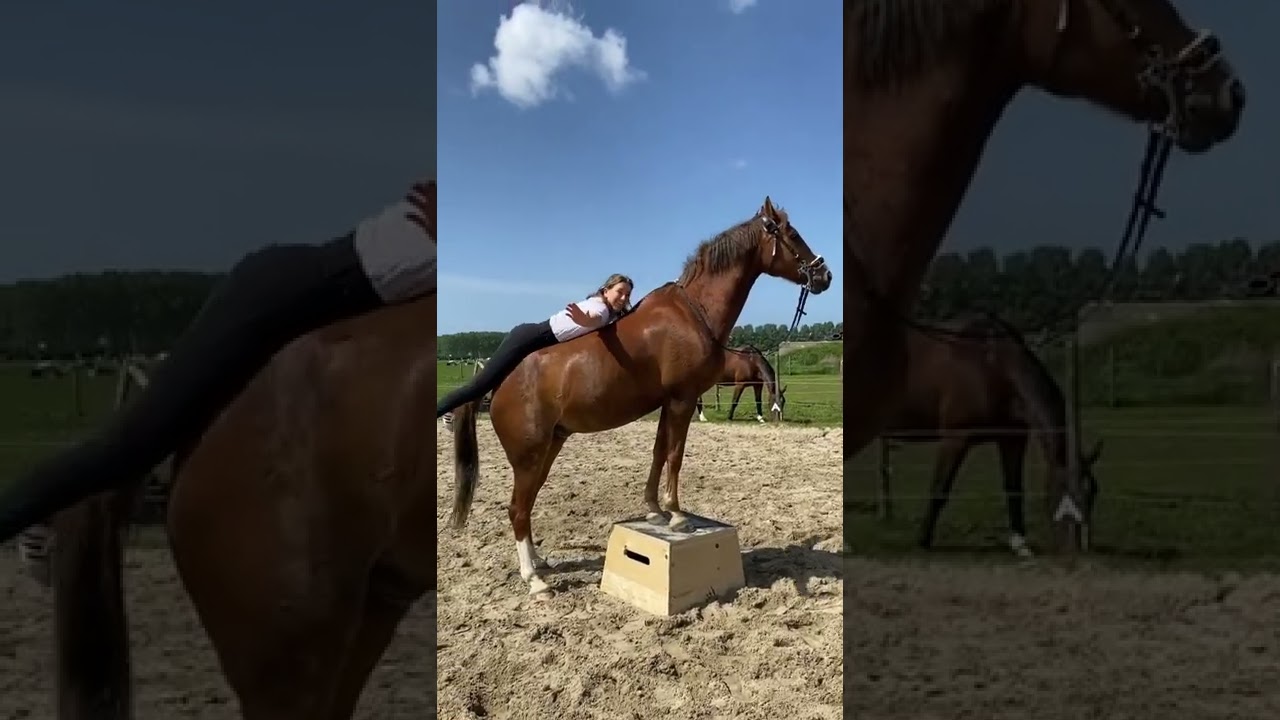 Beetje gek doen moet kunnen toch?arden&nbsp;#horses&nbsp;#paard&nbsp;#horse&nbsp;#horsesofinstagram&nbsp;#equestrian&nbsp;