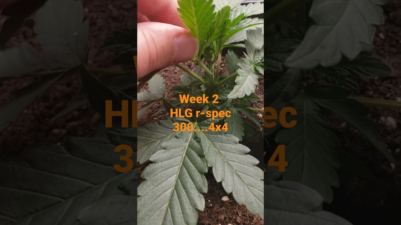 Blue Magoo from dynasty seeds ..and 1 purple punch genetics seed.