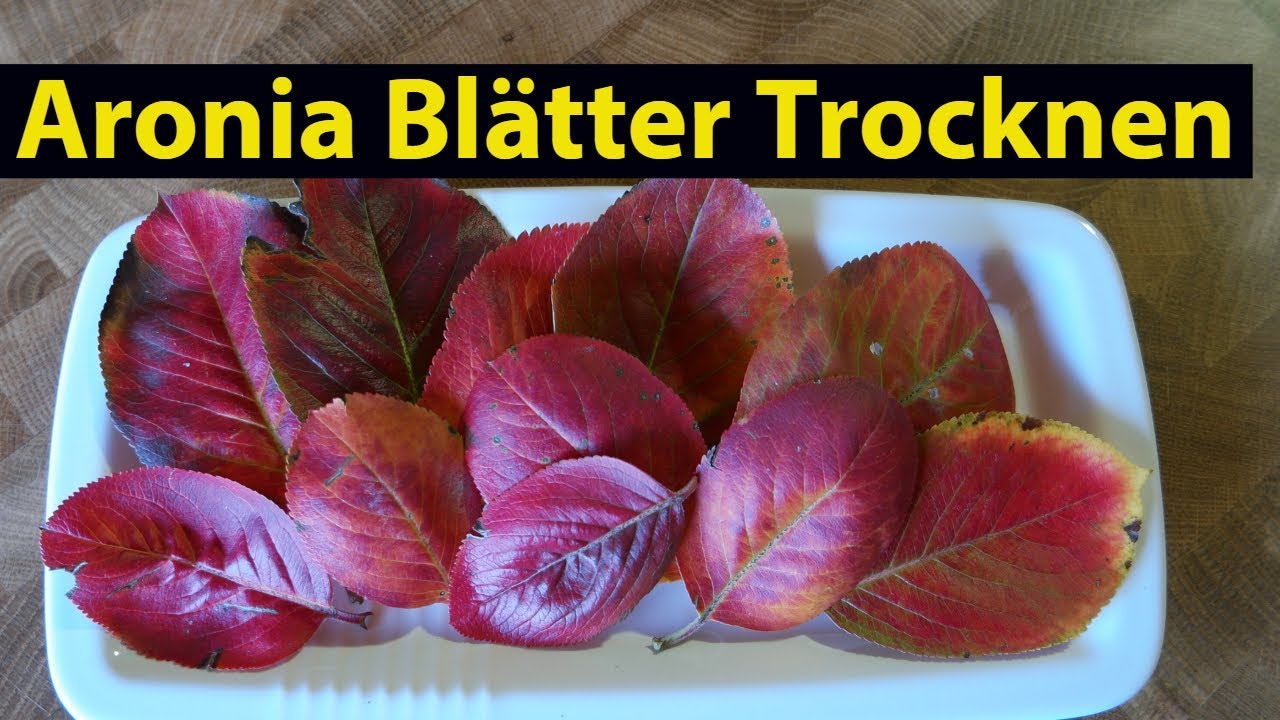 ✅ Aronia Bl&auml;tter trocknen f&uuml;r Aronia Tee