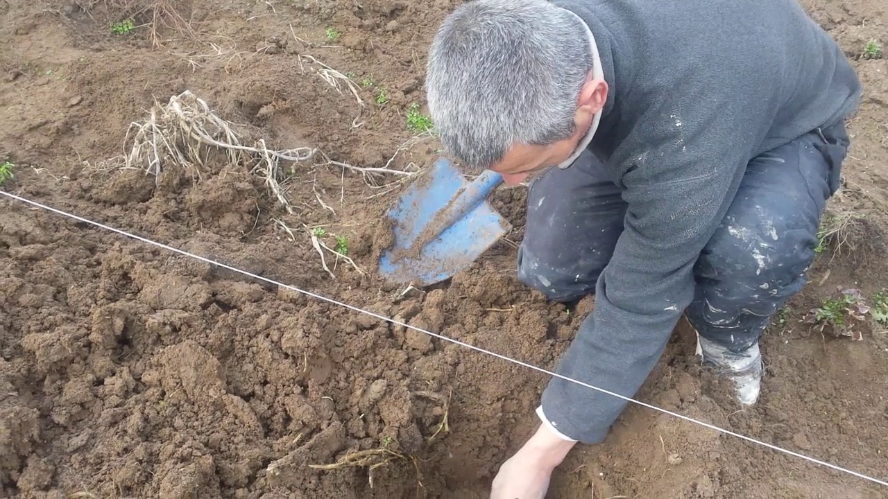 Kako se sadi grozdje, 9.3.2017.