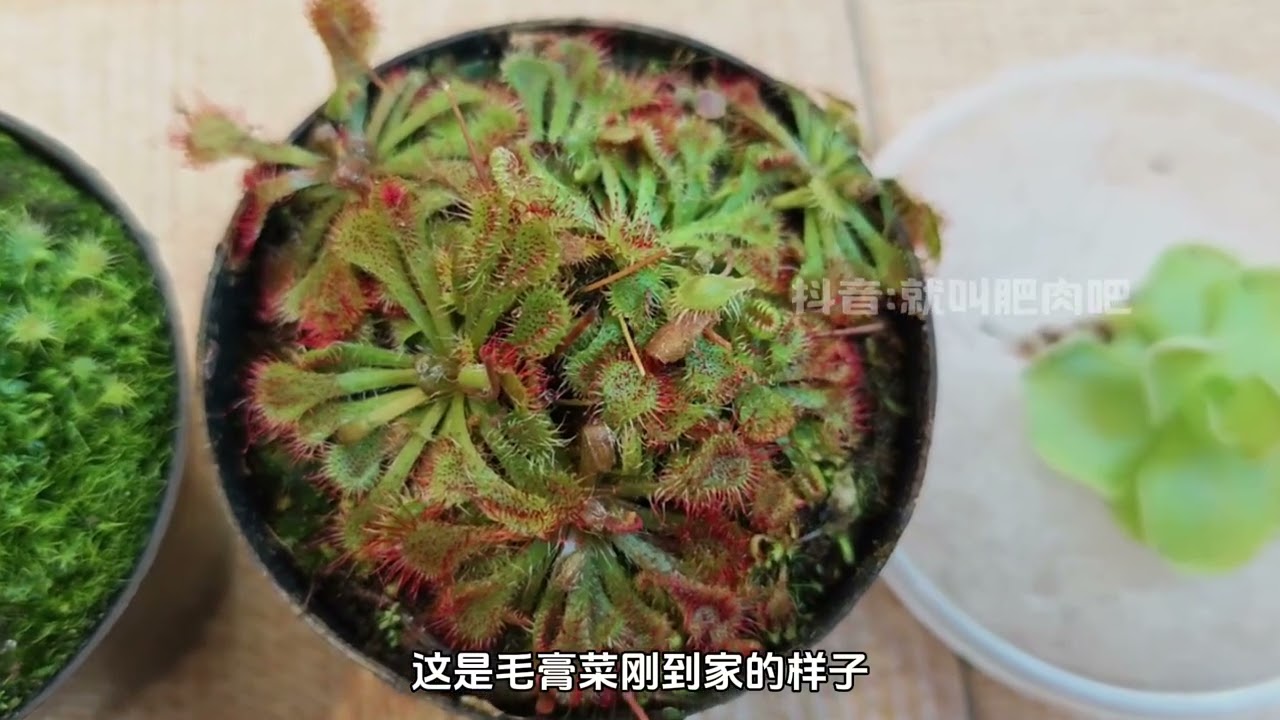 給你們看個好玩的，捕蟲堇，茅膏菜，捕蠅草原來還能這麼玩 #愛生活愛養花 #養花人的樂趣