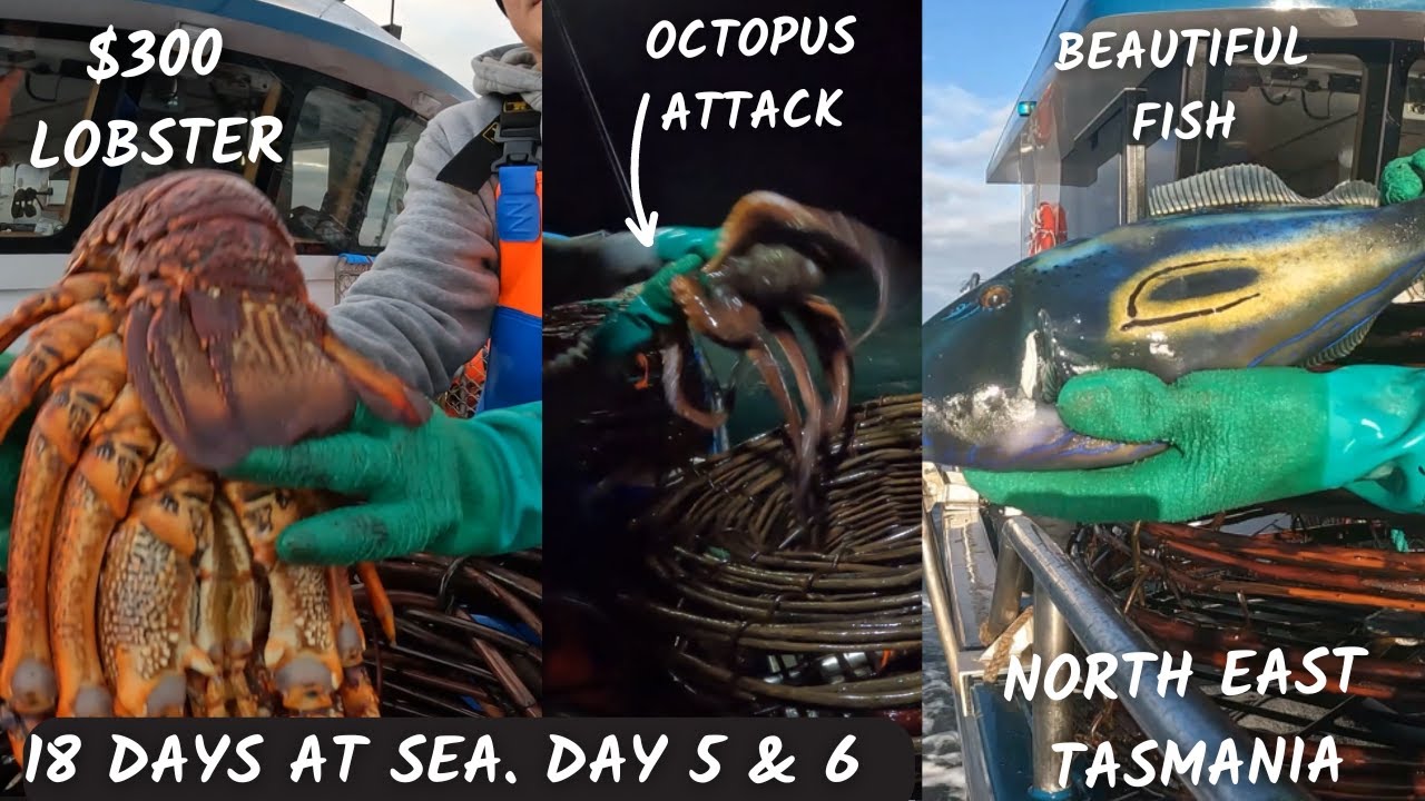 BIG LOBSTER, Octopus attack and moving spots, Day 5 - 6 of 18 DAYS AT SEA.