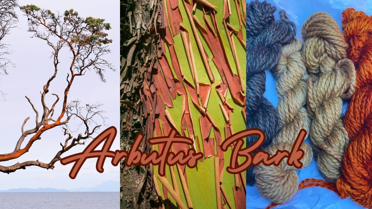 How to Dye with Arbutus I Madrone I Madrona Bark @WildcraftDyeing