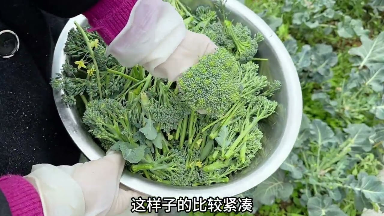 小院该拔掉老菜 腾空菜地 为种瓜果做准备了 小院该拔掉老菜