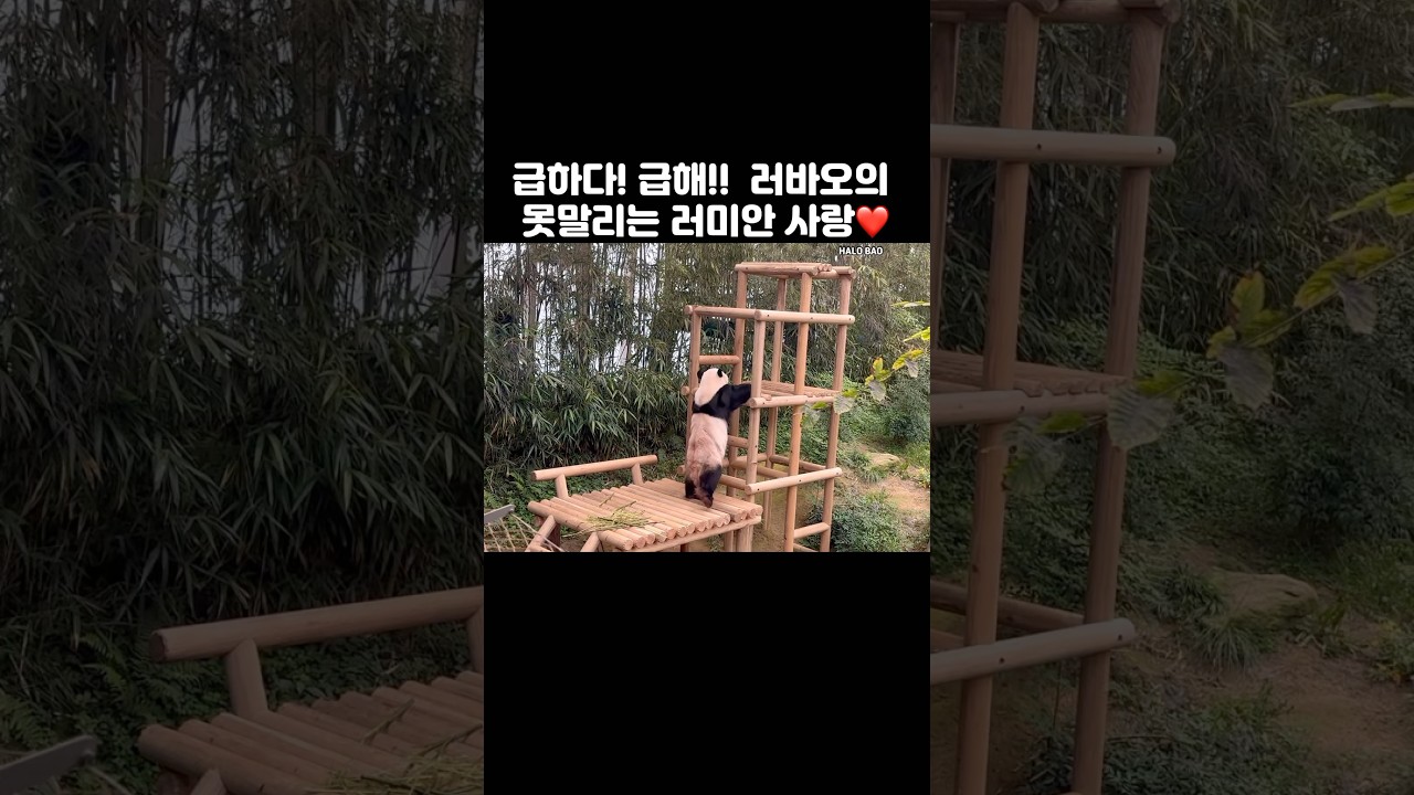 러바오의 못말리는 러미안 사랑❤️ 밥 먹자마자  집으로 🤣 #baofamily #판다 #바오가족 #러바오 #panda