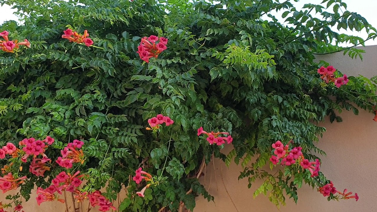 Campsis vine