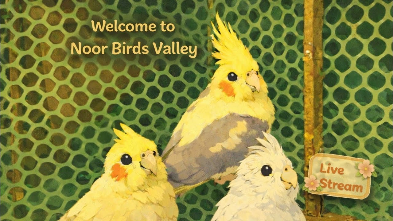 Noor Bird's Vally 🐥 is live