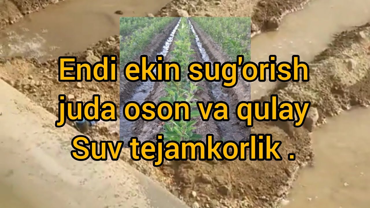 Xitoy uslubi oson ekin sug'orish 😱 salafan trubada suv oqadi 👍🏻Qirg'izistonliklr boshladi #agro