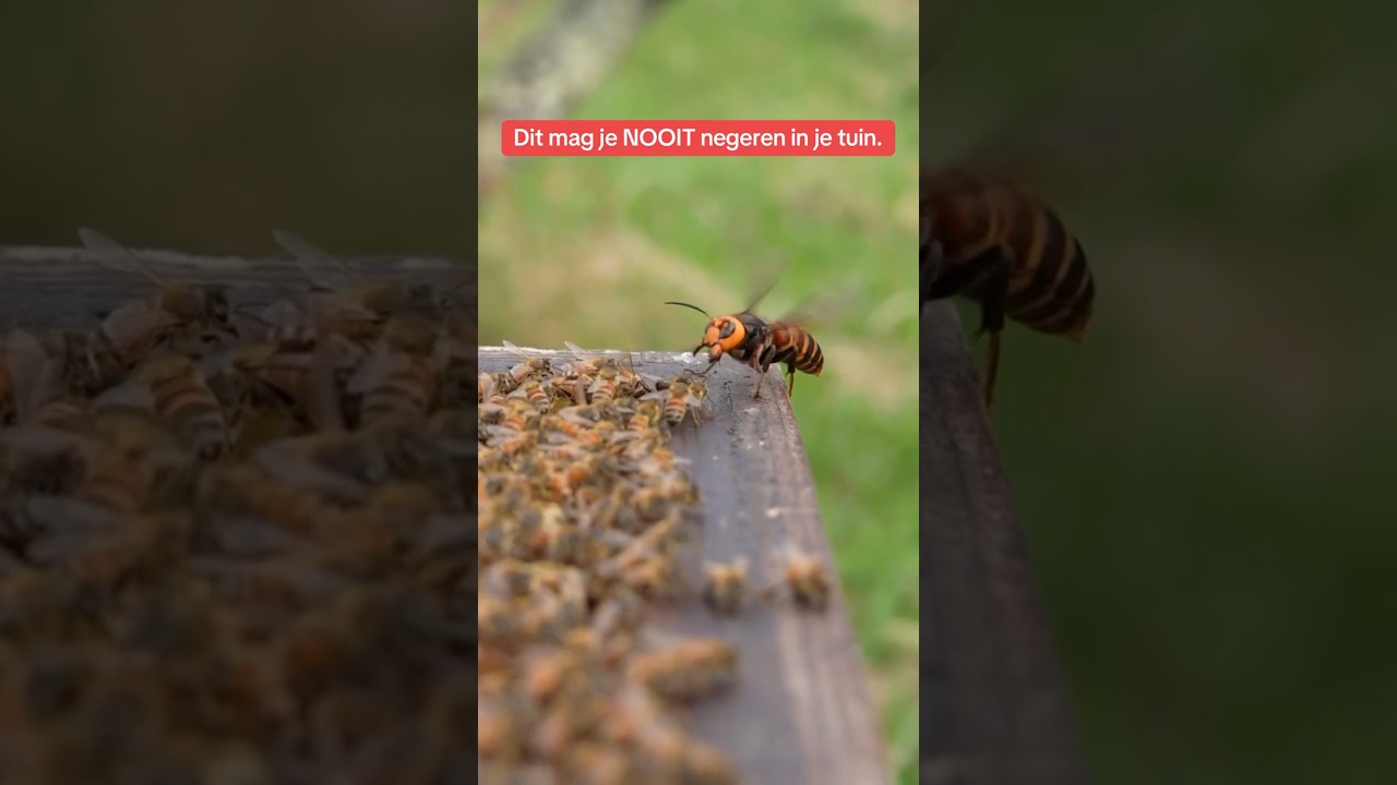 De vijand van de honingbij ‼️🐝 