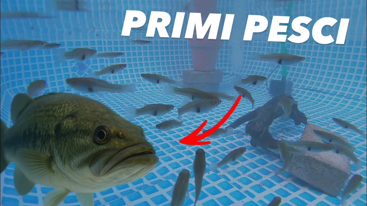 i primi ABITANTI nella piscina dei PREDATORI !!!