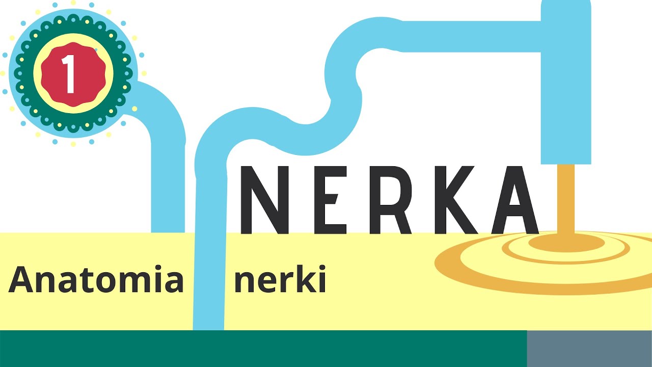 Nerka 1: Anatomia Nerki