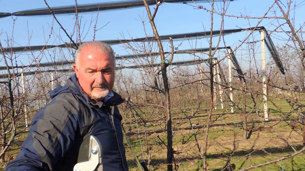taieri in pomicultura intensiva