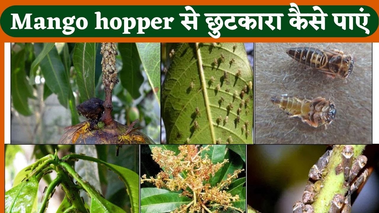 Mango hopper से छुटकारा कैसे पाएं || आम के पेड़ में चूसने वाला कीट से छुटकारा कैसे पाएं