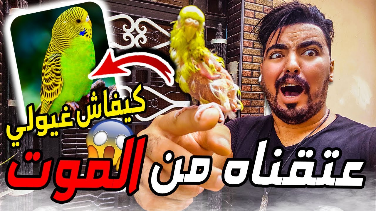 عتقنا فرخ من الموت 😢...بديت معاه العلاج 😍 | جايا مسابقة واعرا 😁😍
